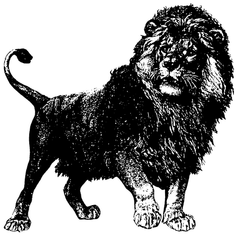 Le conte du lion et la femme Le conte du lion et la femme